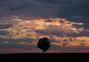 landscape Madison Nature Sunset Tree Wisconsin