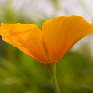 Flower Madison Nature Wisconsin