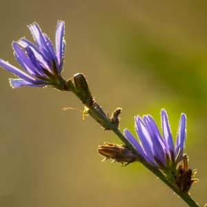 Flower Madison Nature Wisconsin