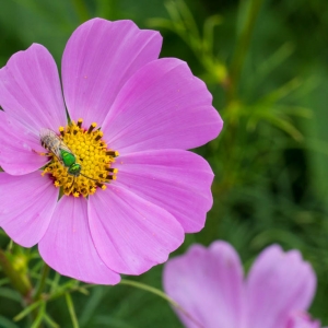 Bee Flower Madison Nature Wisconsin