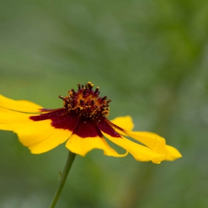 Flower Madison Nature Wisconsin