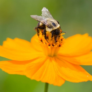 Bee Flower Madison Nature Wisconsin