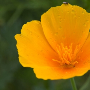 Flower Madison Nature Wisconsin