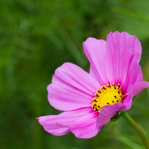 Flower Madison Nature Wisconsin