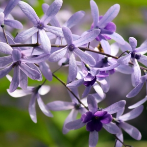 Disney Flowers Nature