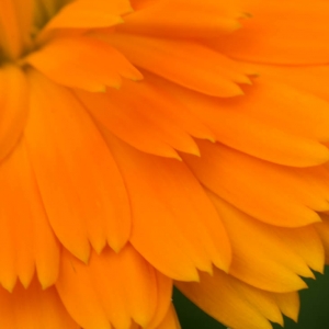 Flower Madison Nature Wisconsin